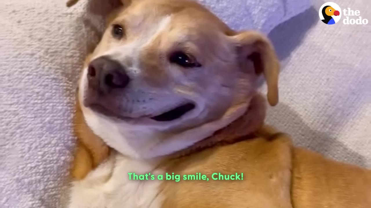 A tan and white dog lying on its back on a white blanket, smiling widely at the camera.
