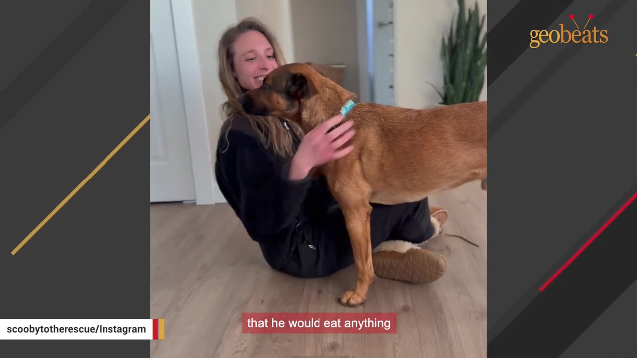 A woman sits on a wooden floor, smiling as she pets a medium-sized brown dog standing over her lap.