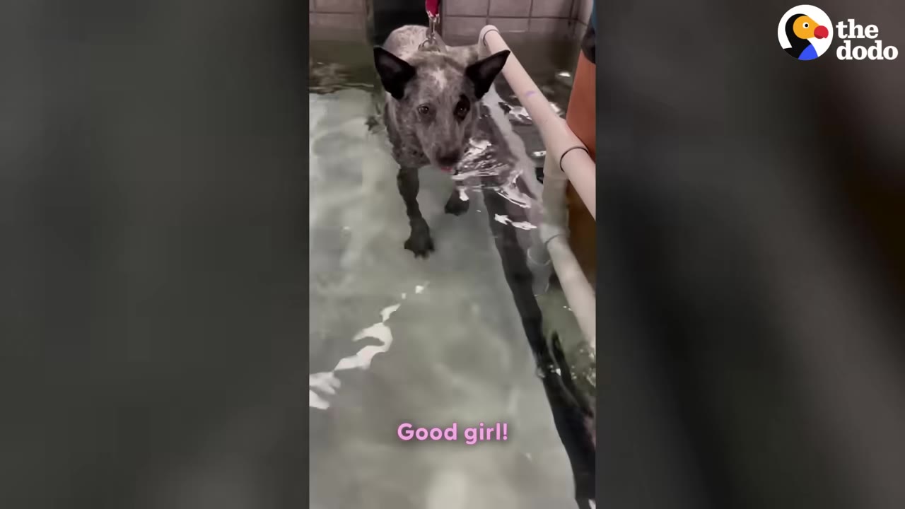 A speckled grey dog walks slowly through a water treadmill during a physical therapy session.