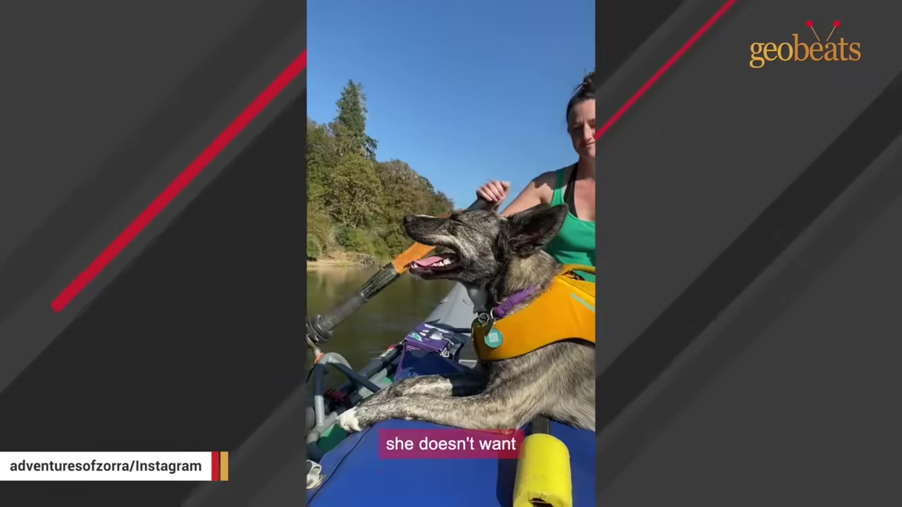 A brindle dog wearing a yellow life vest sits happily in a kayak on a river while a woman paddles in the background.
