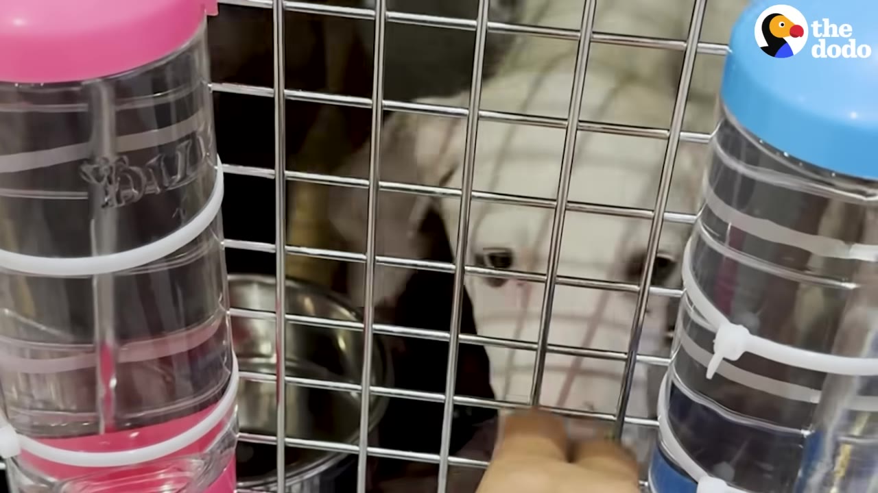 A close-up shot of a white puppy looking out from inside a metal wire travel crate with water bottles attached to the door.