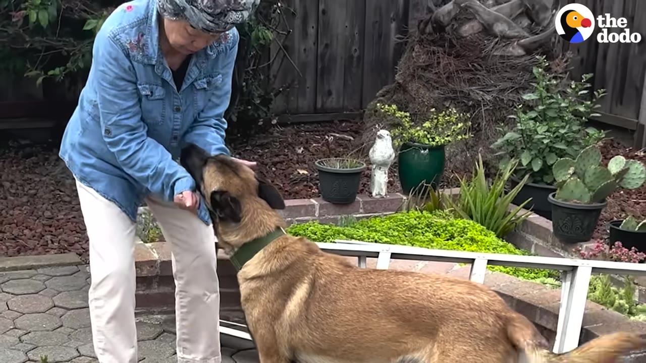 An elderly woman wearing a blue denim shirt and a patterned head covering gently pets a tan dog in a garden setting.