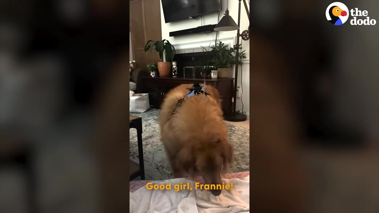 A large golden retriever named Frannie standing on all four legs on a rug in a living room.