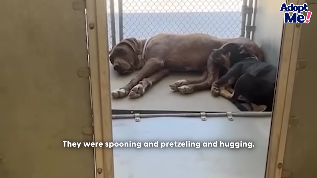 A brown dog and a black dog sleep curled up together inside a shelter kennel.