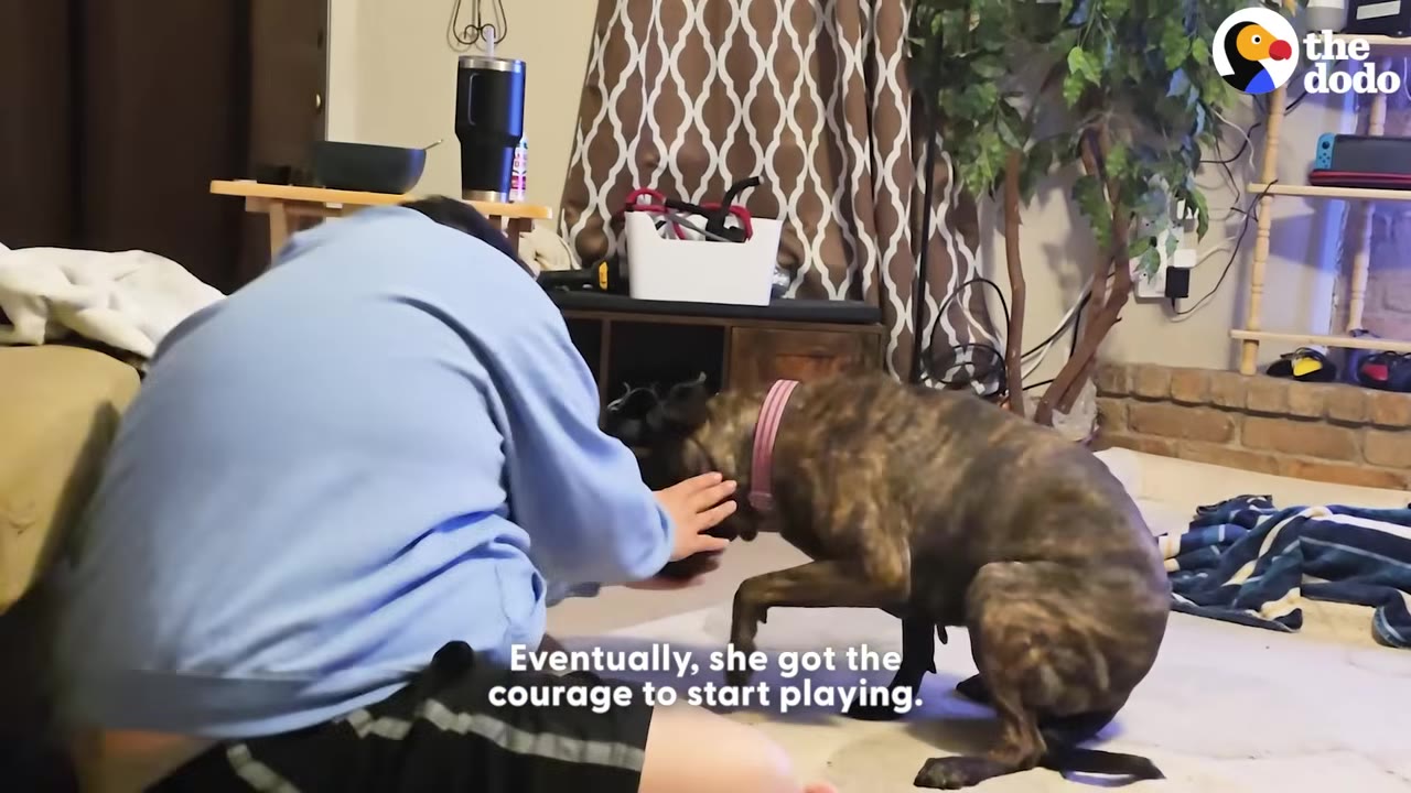 A person in a light blue sweatshirt gently reaches out to pet a brindle dog wearing a pink collar, who is sitting on a white mat indoors.