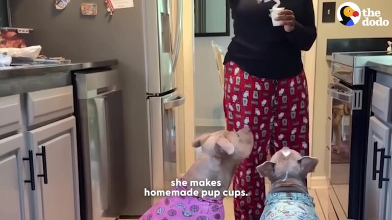 Texas Dogs Missed Their Georgia Grandma So Much That Their Mom Made A Massive Life Change