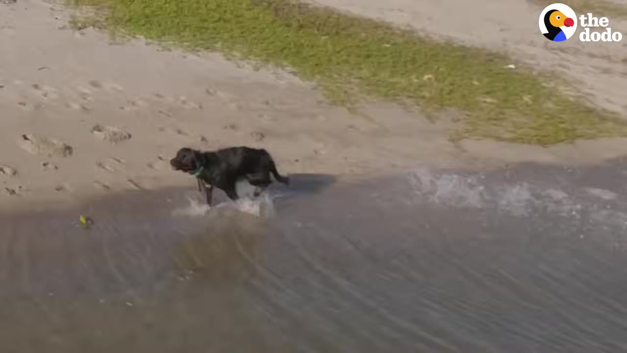 A black dog runs into the shallow water from a sandy shore.