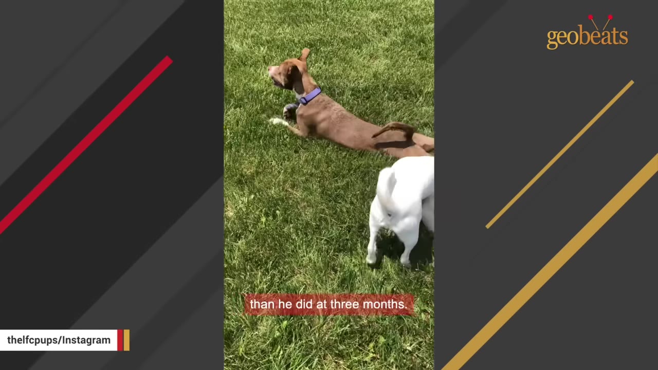 A brown dog with a purple collar lies on green grass next to a white dog.