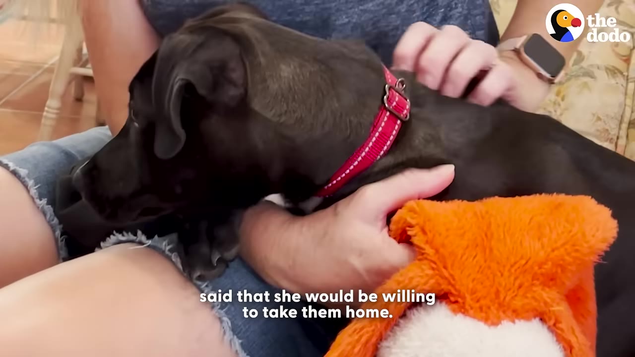 A close-up of a black puppy wearing a red collar being gently petted on its back by a person's hands.