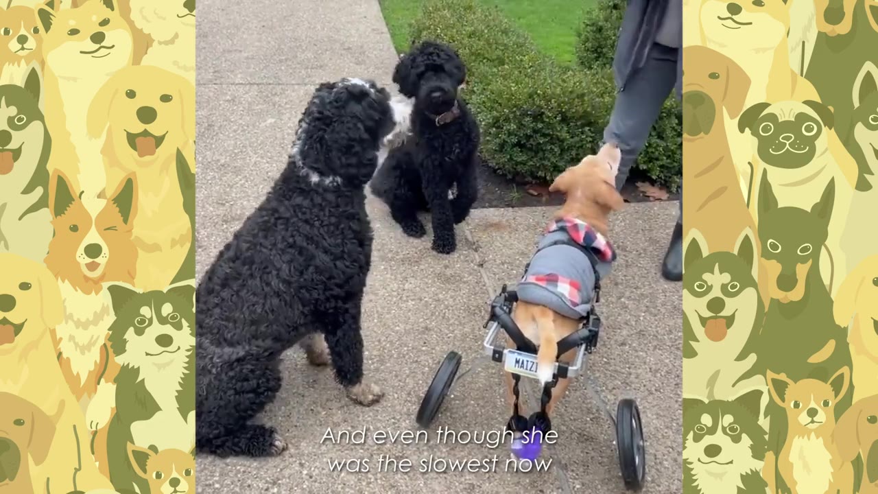 A small tan dog wearing a grey and red plaid coat stands in a custom two-wheeled doggie wheelchair, facing away from the camera toward two black curly-haired dogs on a paved path.