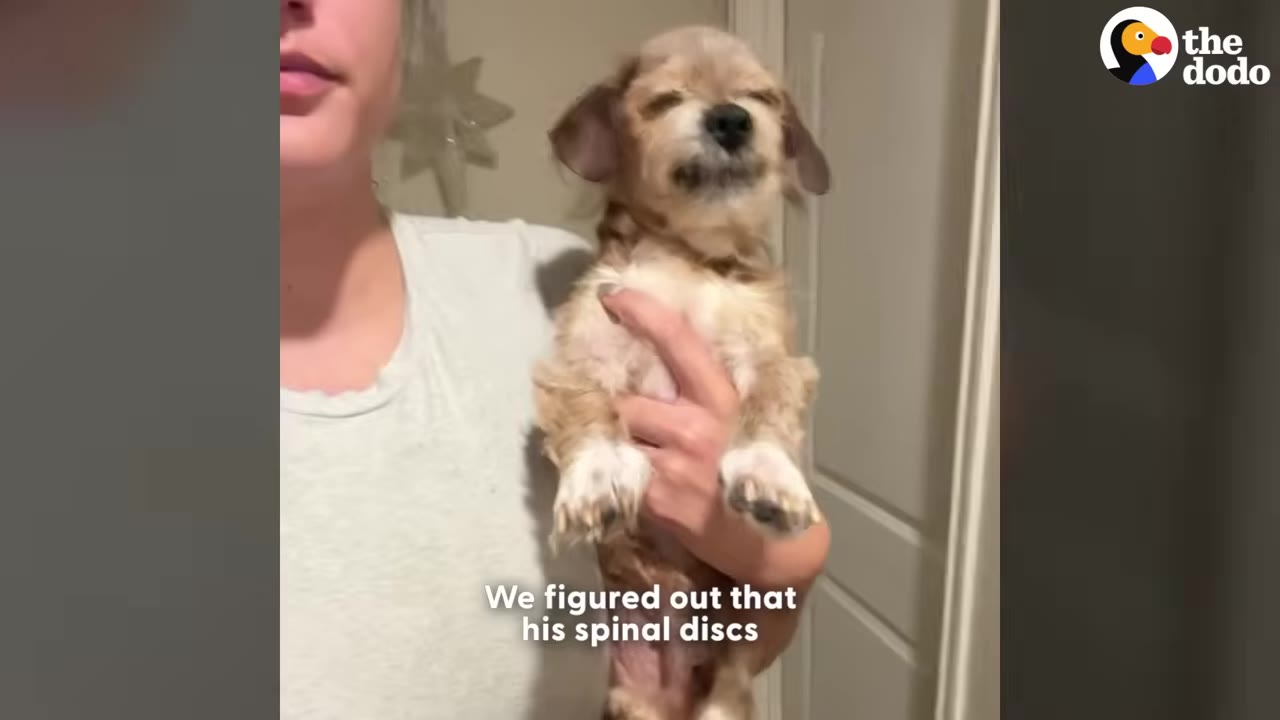 A small brown and white dog being held up by a person, with text overlay reading 'We figured out that his spinal discs'.