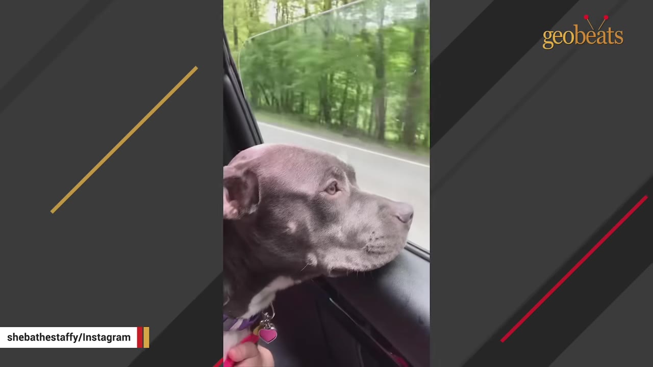 A gray pit bull looks out of an open car window as trees pass by in the background.