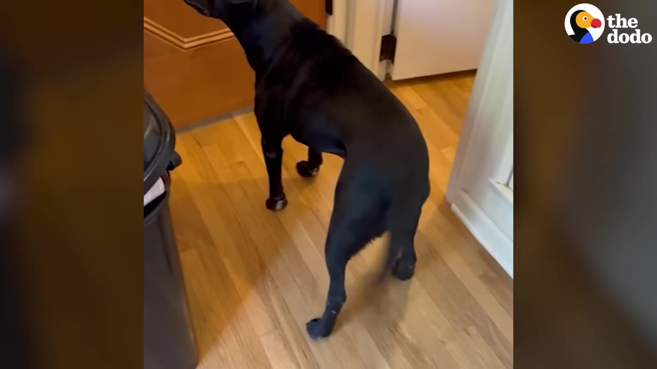 A healthy black dog stands on a wooden floor inside a home, looking towards a door.