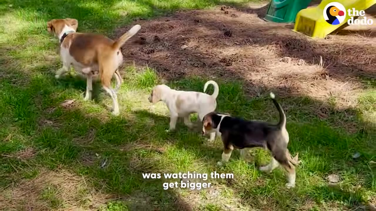 A mother beagle walks on a grassy lawn followed by two of her growing puppies, one light-colored and one tricolor.