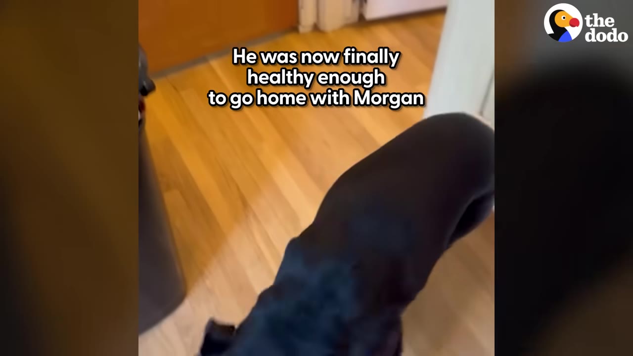 A black dog stands on a wooden floor, viewed from above, with text overlay reading 'He was now finally healthy enough to go home with Morgan'.