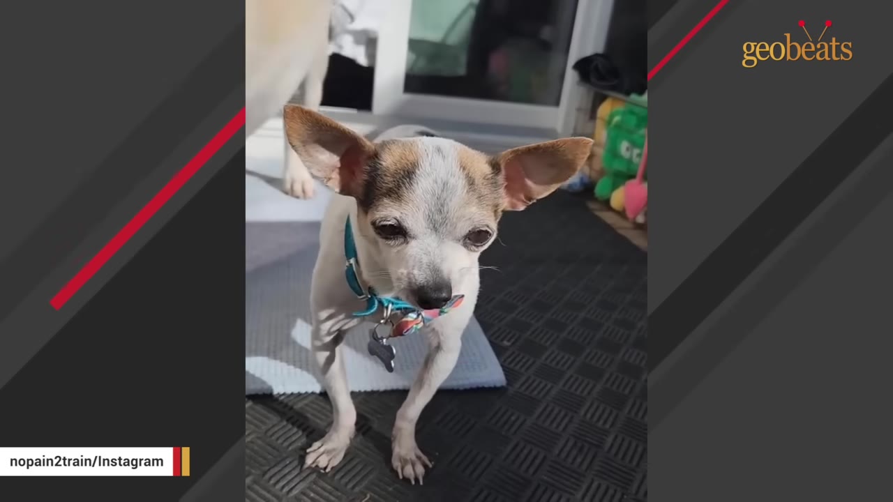 A small, thin chihuahua with white and brown patches stands on a black mat, showing its thin, bowed front legs.