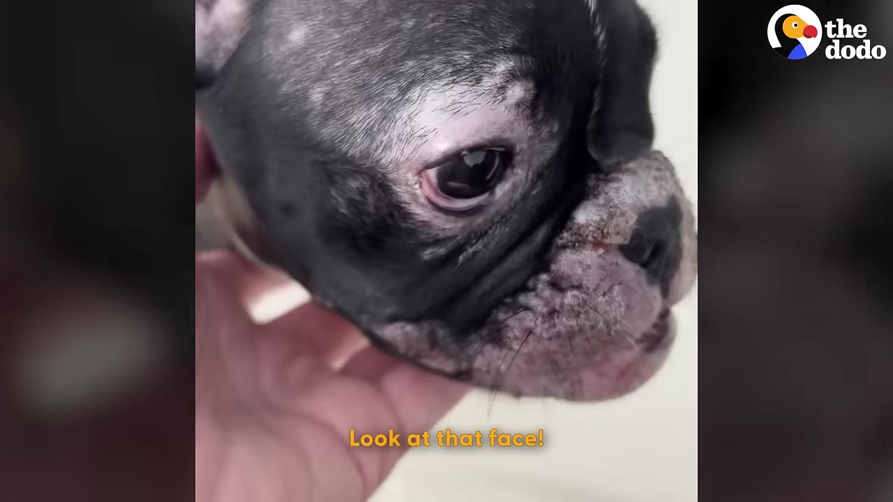 A close-up of a small black and white French bulldog's face being gently cradled in a person's hand.