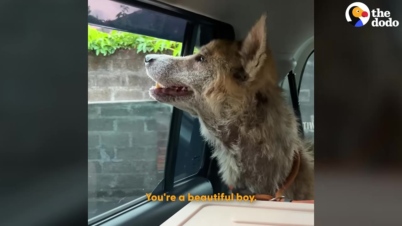 A scruffy brown dog looks out of a car window with its mouth slightly open.