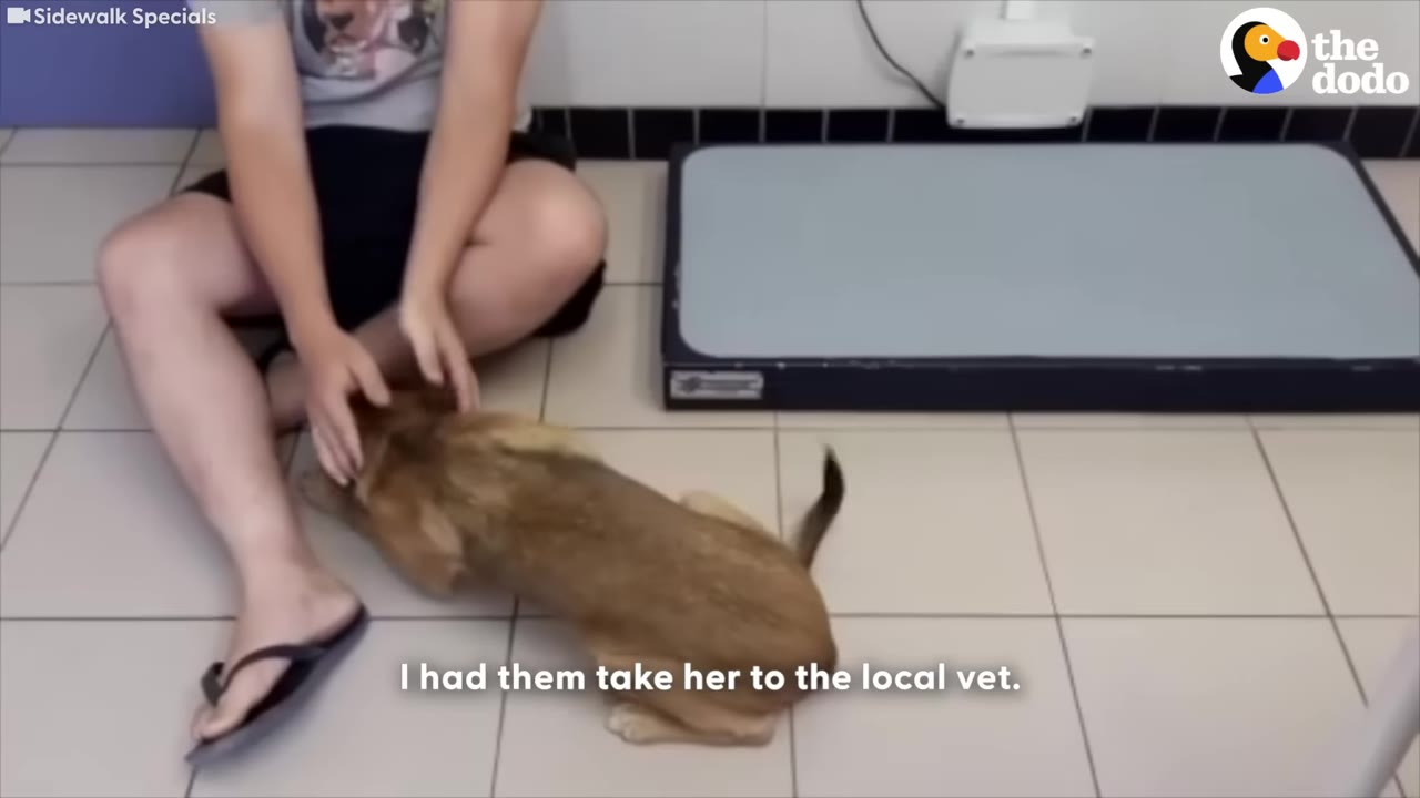 A person sitting on a tiled floor next to a veterinary scale, gently petting a small brown dog.