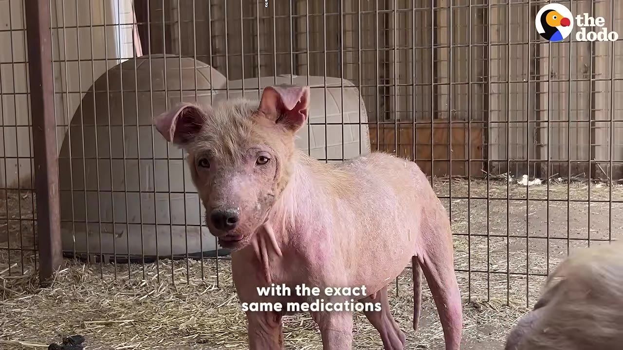 A small, pinkish, mostly hairless dog stands inside a wire enclosure, looking towards the camera.