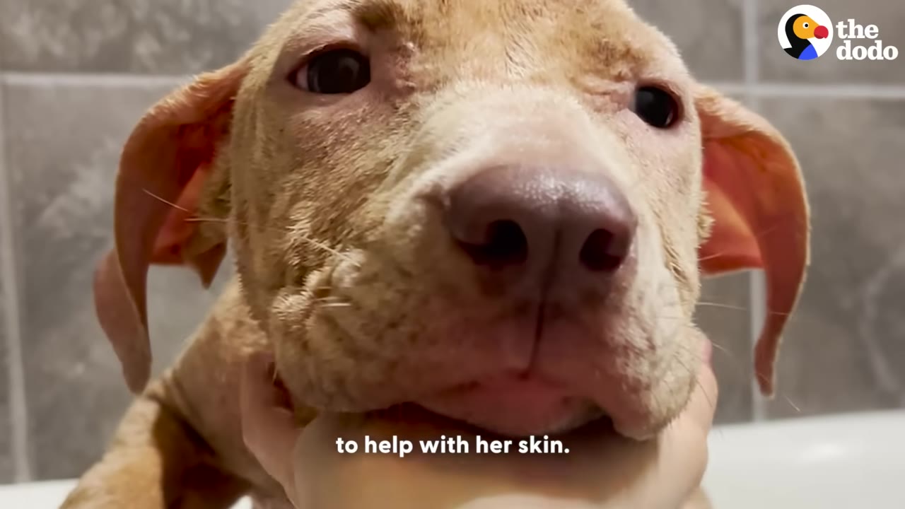 A close-up of a light brown puppy with irritated skin around her eyes and muzzle, being gently held under the chin by a person's hand.