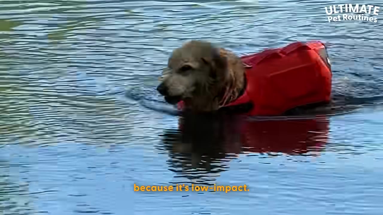 A golden retriever wearing a red life vest swims in a river.