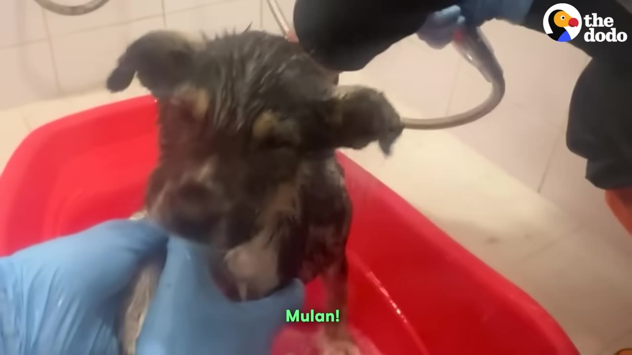 A small, wet puppy is being bathed in a red tub by a person wearing blue gloves, using a handheld showerhead.