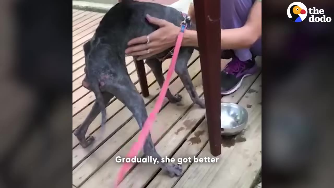 A person gently pets a thin, dark-skinned dog standing on a wooden deck next to a metal bowl.
