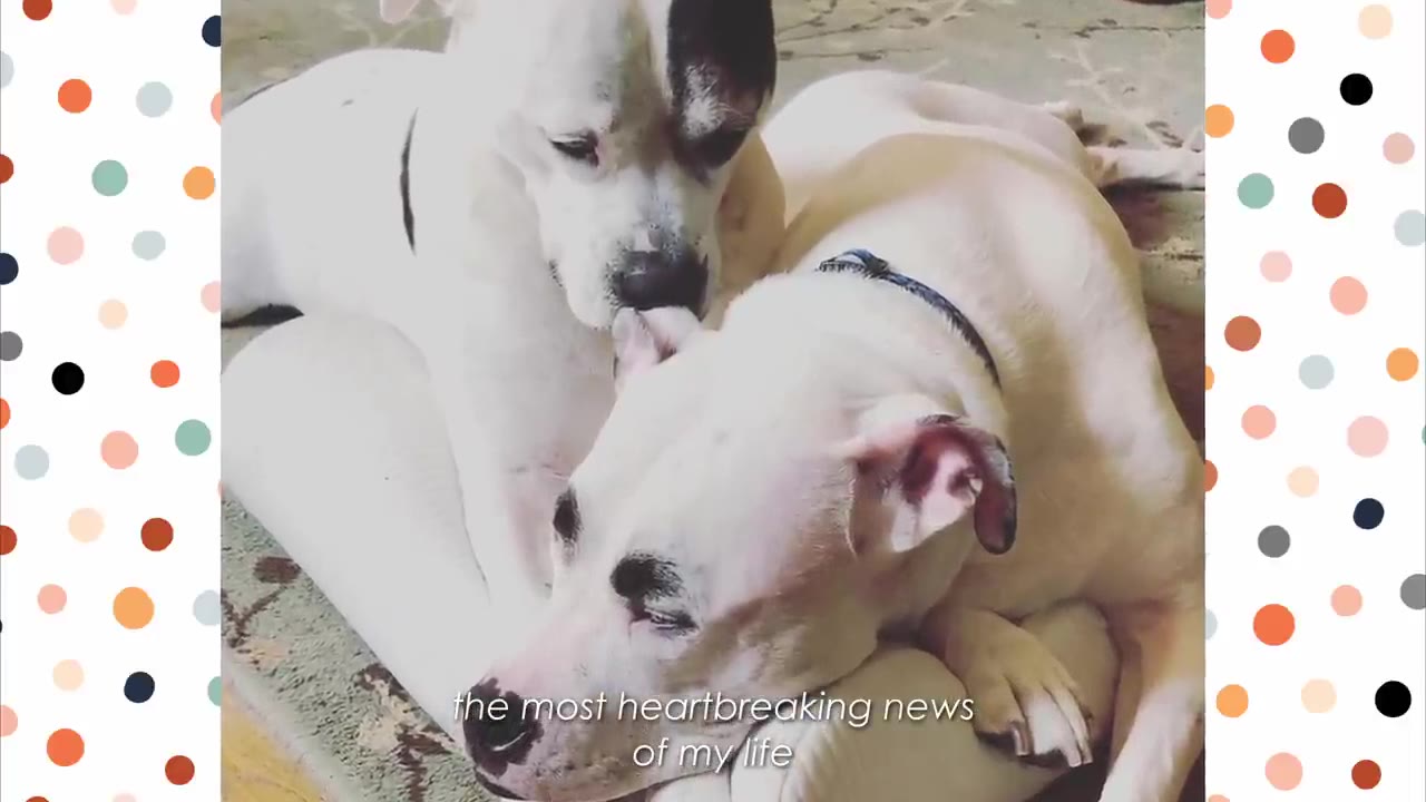 Two white dogs lying down together with a somber expression, with text overlay reading 'the most heartbreaking news of my life'.