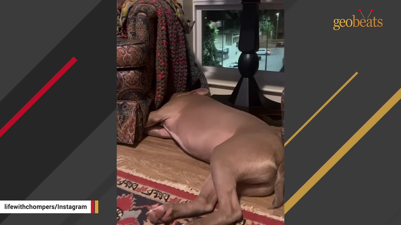 A light brown dog sleeps soundly on a wooden floor next to an armchair and a window showing a city street at night.