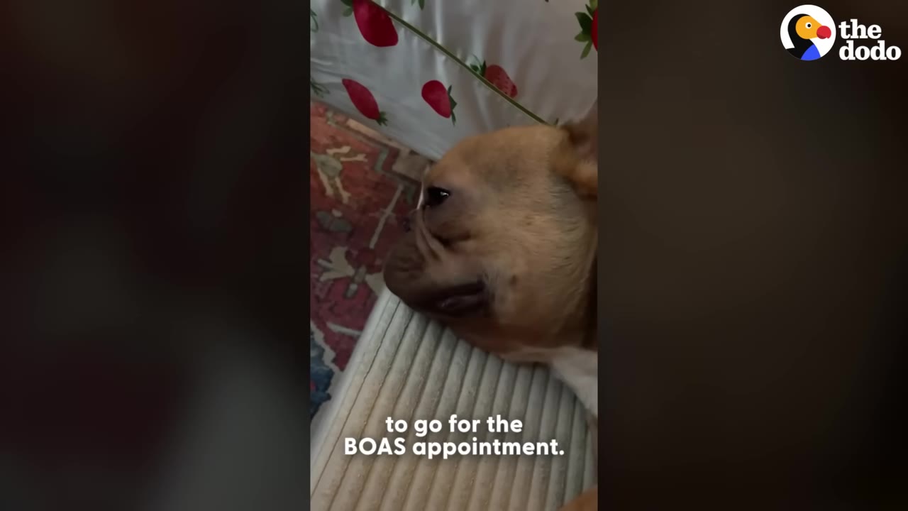 A close-up shot of a tan French bulldog lying down, with text on screen reading 'to go for the BOAS appointment.'