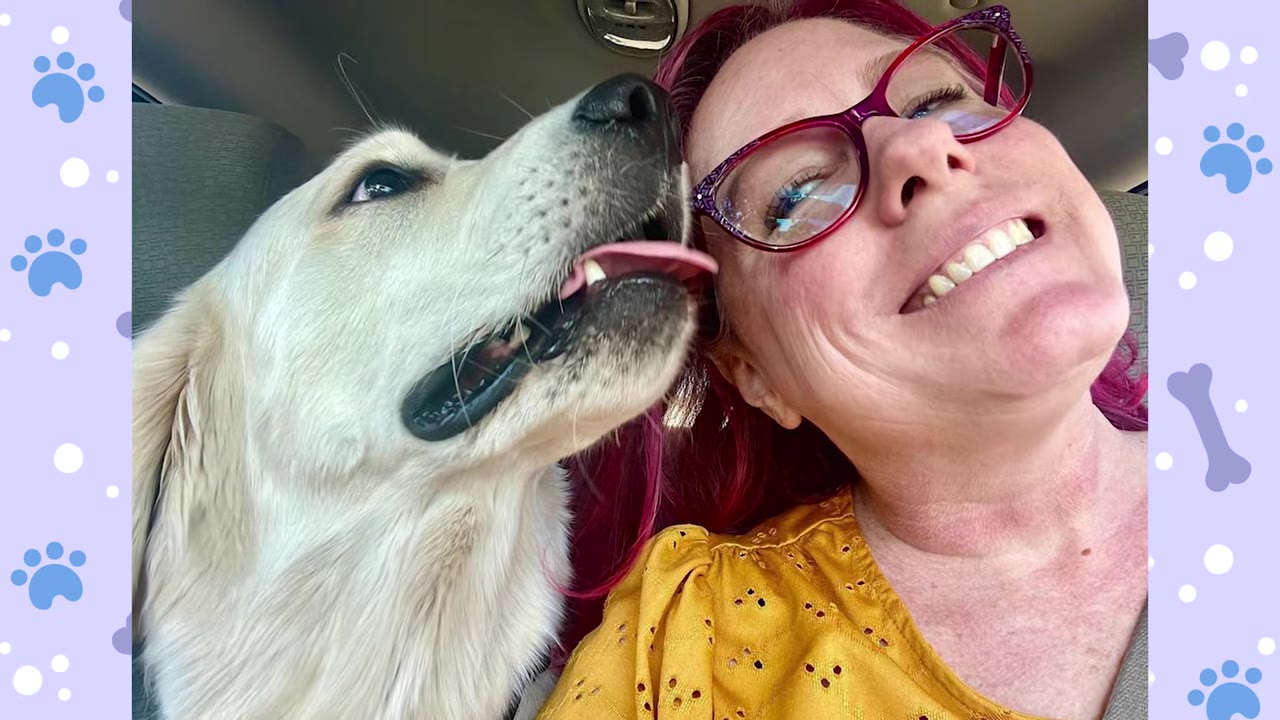 A golden retriever licks the cheek of a smiling woman with pink hair and red glasses inside a car.