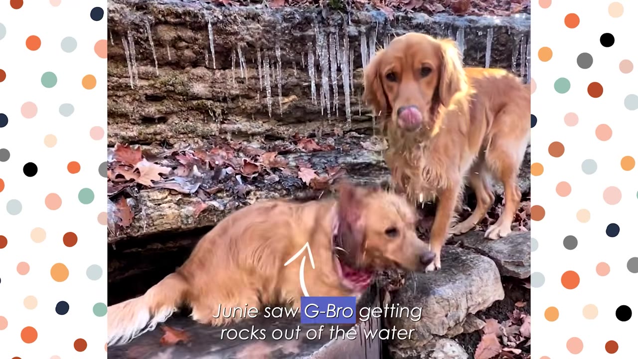 Two golden retrievers stand near a rocky stream with icicles hanging from the ledge behind them.