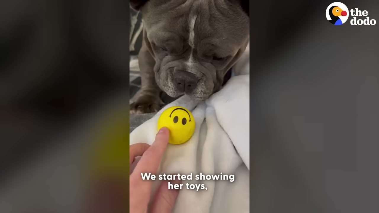 A close-up of a grey bulldog looking down at a small yellow smiley face ball being touched by a person's finger.