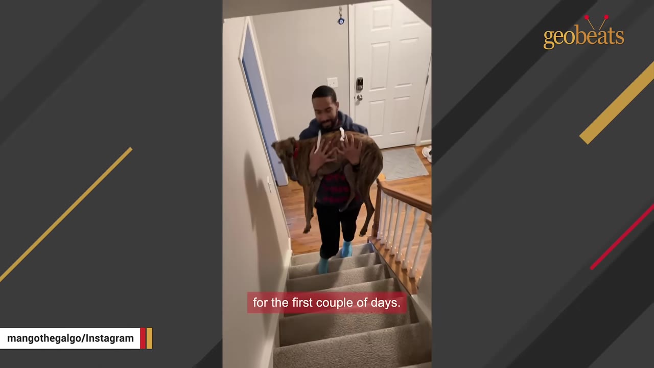 A man carrying a brindle dog in his arms as he walks up a carpeted staircase inside a home.