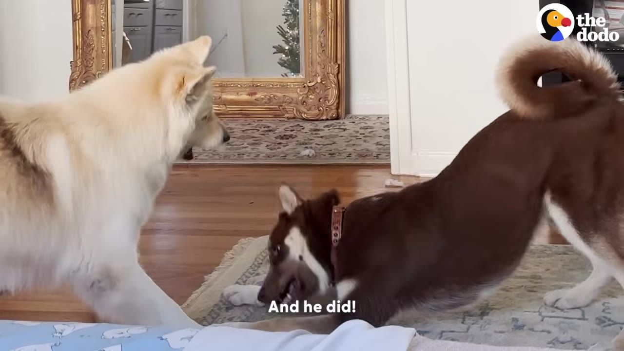 A brown and white husky-like dog in a playful play bow position on a rug, looking towards a fluffy white dog standing in front of him.