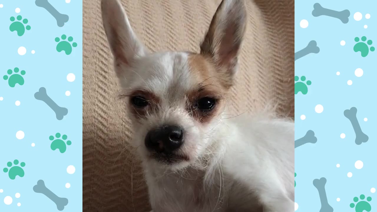 A close-up portrait of a small, scruffy white dog with brown patches around his eyes and large, upright ears, looking directly at the camera.