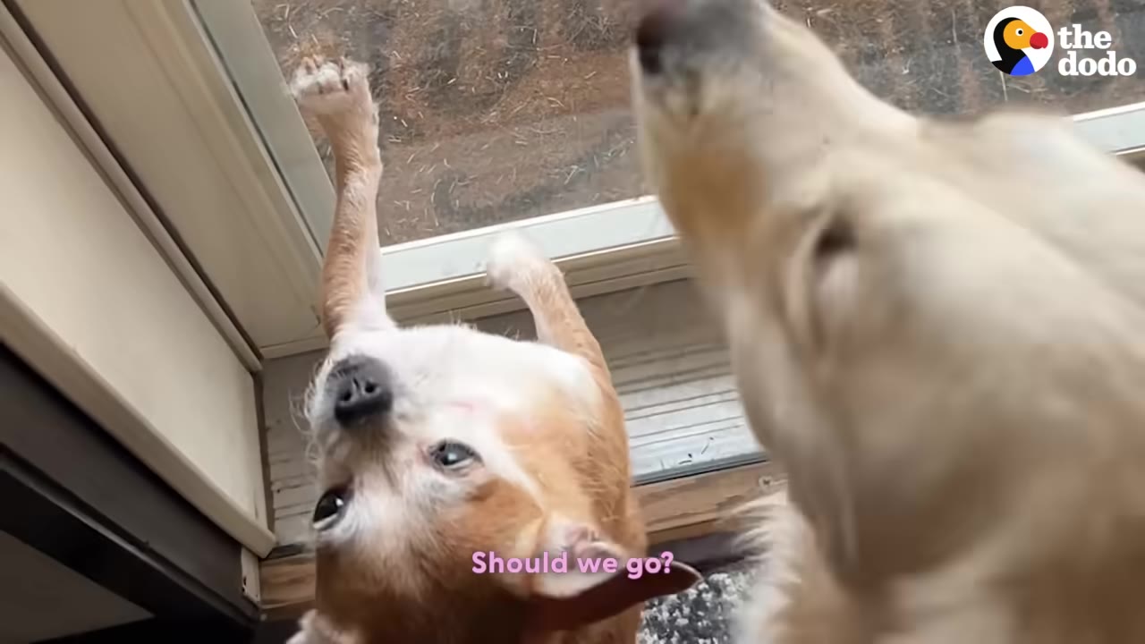 A small brown dog stands on its hind legs next to a larger golden dog, both looking up near a glass door.