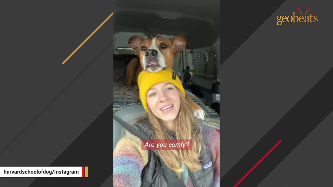 A brown and white dog rests its chin on top of a woman's yellow beanie hat inside a vehicle.