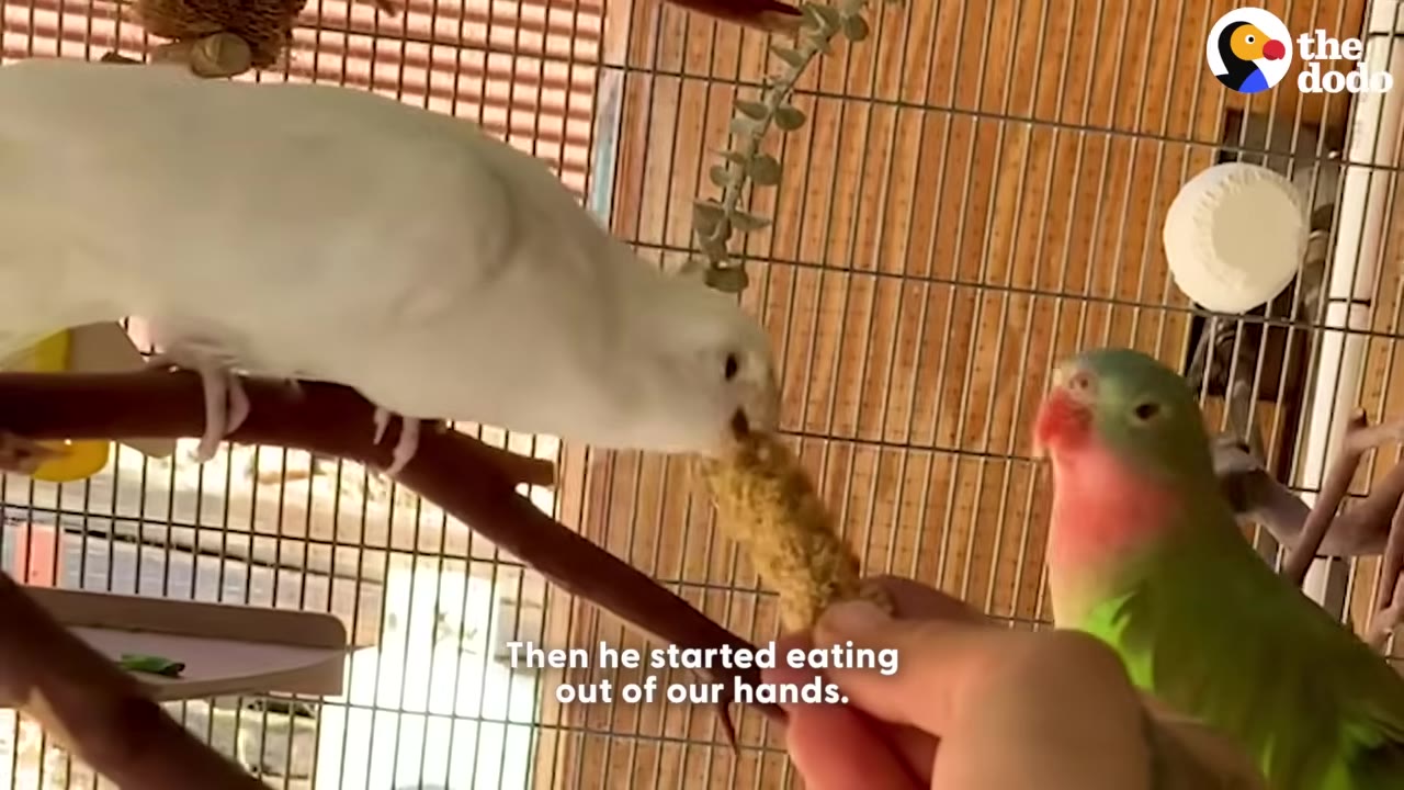 A white cockatiel eats a treat held in a person's hand inside a cage, while a green parrot with a pink face watches nearby.