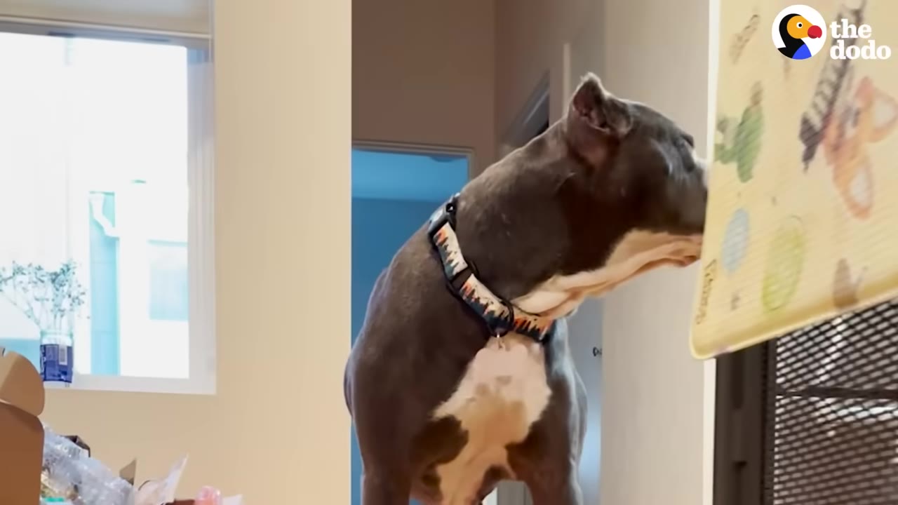 A gray and white dog wearing a collar stands in a room, looking cautiously toward a doorway.