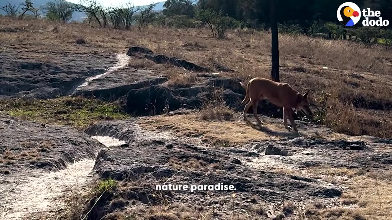 A brown dog walks across a rocky, grassy landscape under a clear sky.