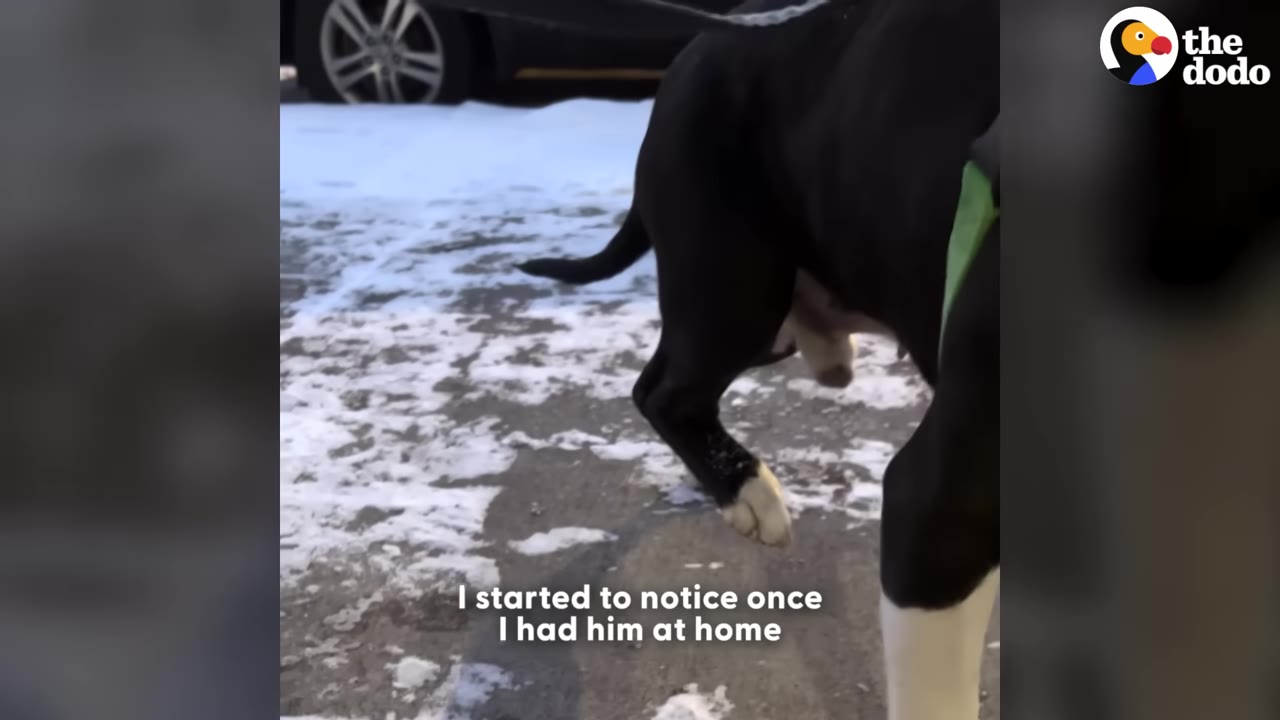A black and white dog walking on a snowy ground, lifting its rear leg as if in discomfort, with text overlay reading "I started to notice once I had him at home".