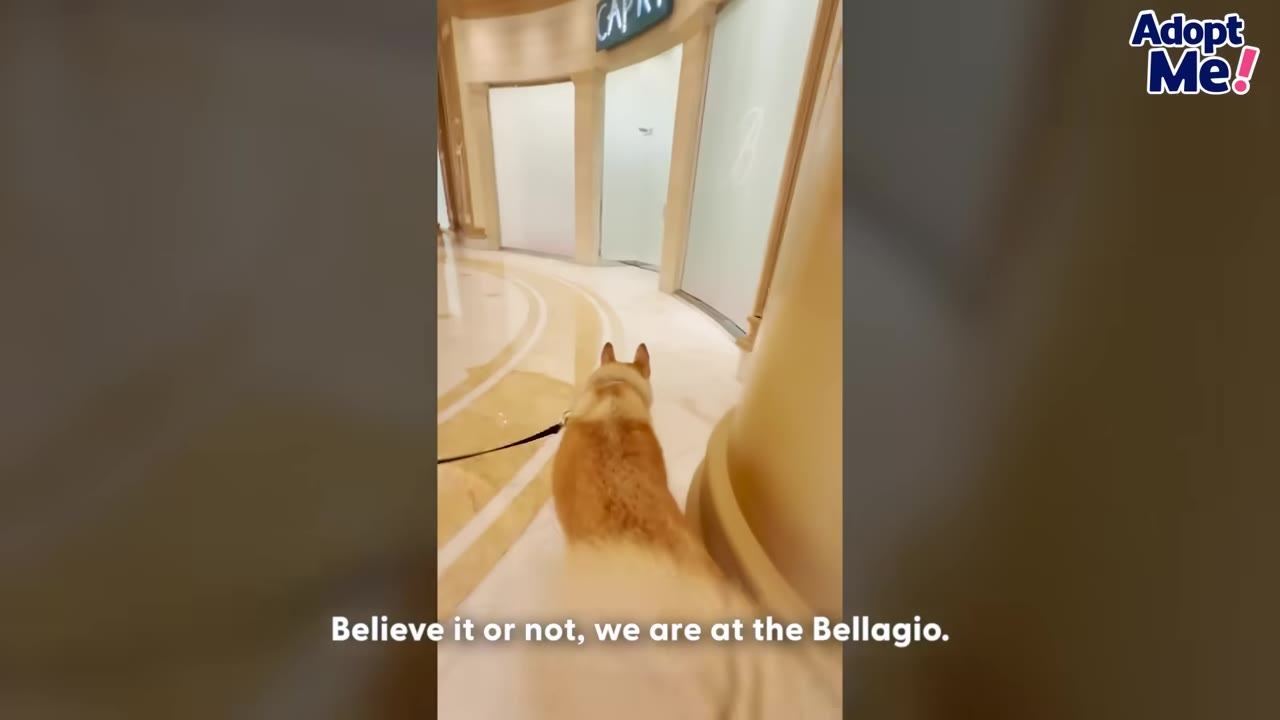 A tan and white dog on a leash walks down a polished marble hallway inside the Bellagio hotel in Las Vegas.