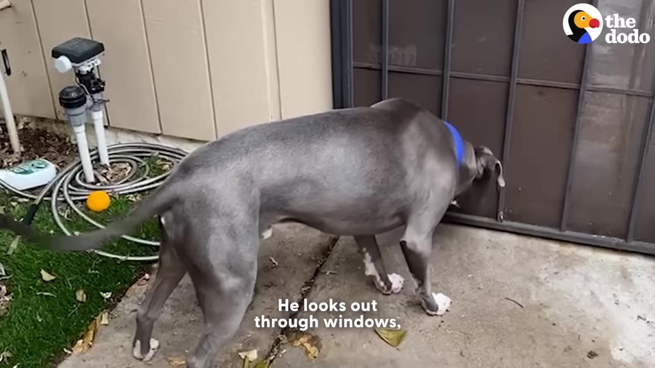 A grey dog with a blue collar peers through a screen door into a house.