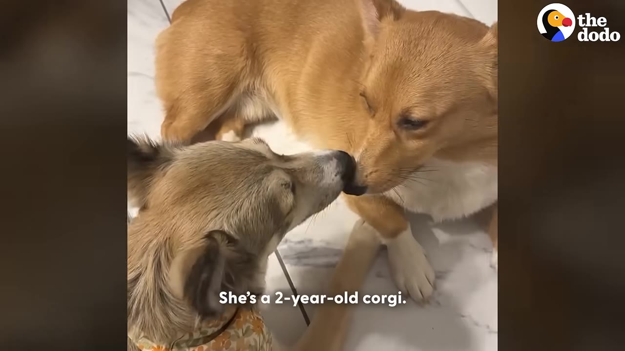 A tan corgi-like dog and a fluffy light brown dog touching noses on a tiled floor.