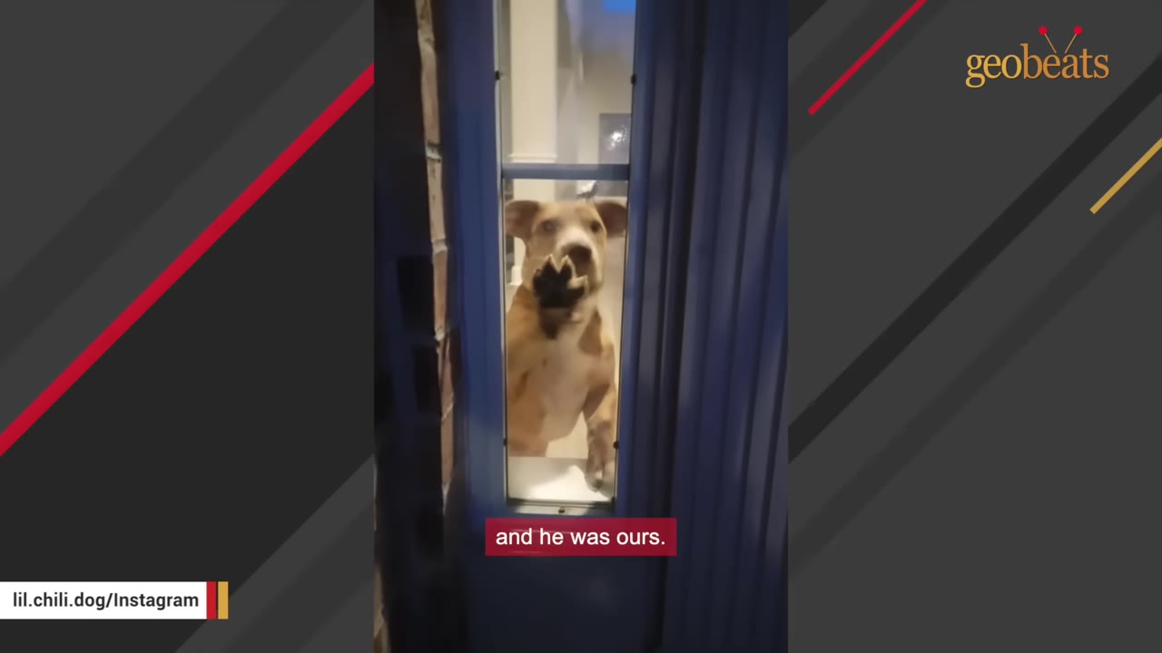 A brown and white puppy stands on its hind legs, peering through a glass window pane of a blue door.