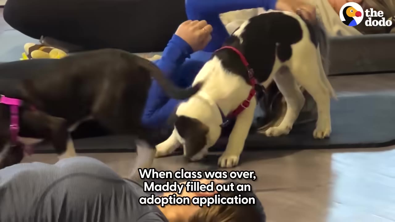 A person lying on a yoga mat during a puppy yoga class as black and white puppies play around them.