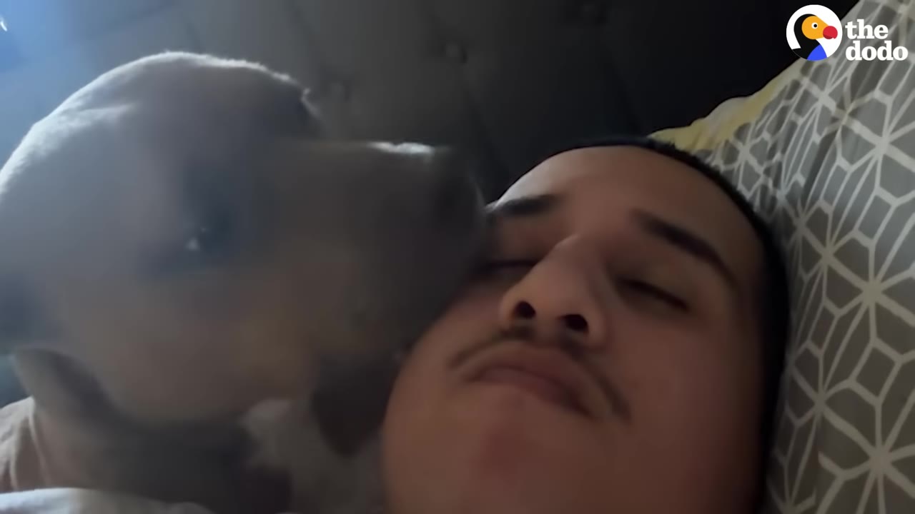 A close-up shot of a brown dog licking a man's cheek as he lies on a patterned pillow.