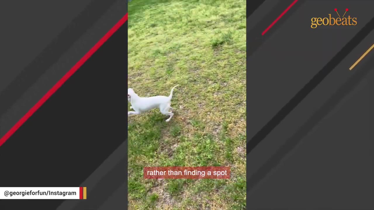 A small white dog runs freely across a grassy field.